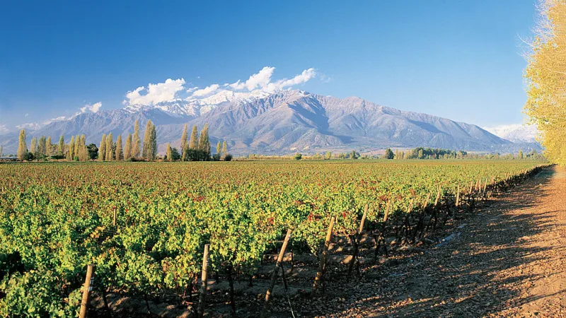 Viña Concha y Toro