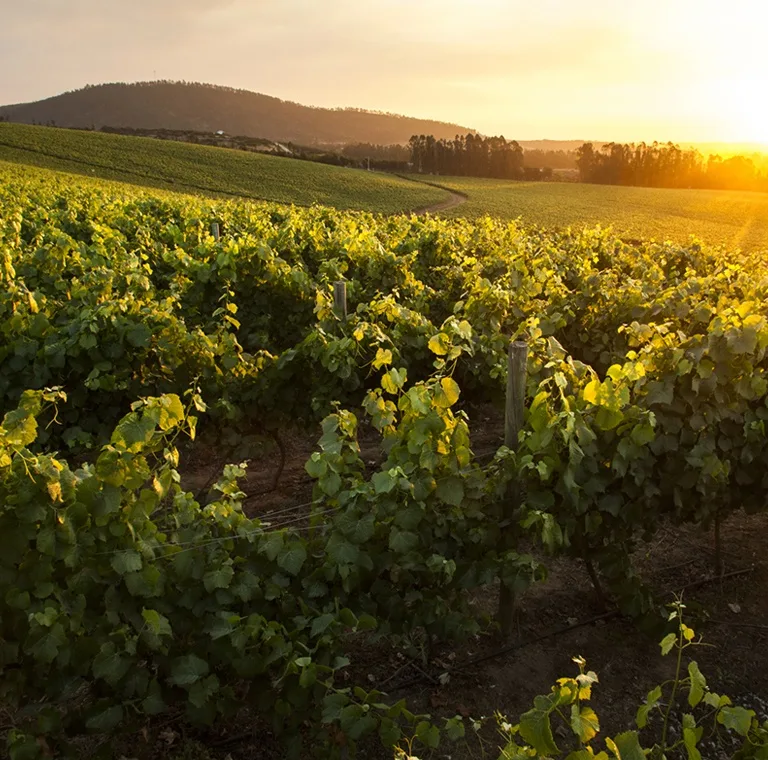 Maipo Valley