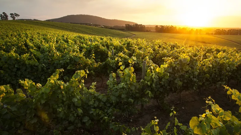 Maipo Valley