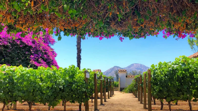 Maipo Valley