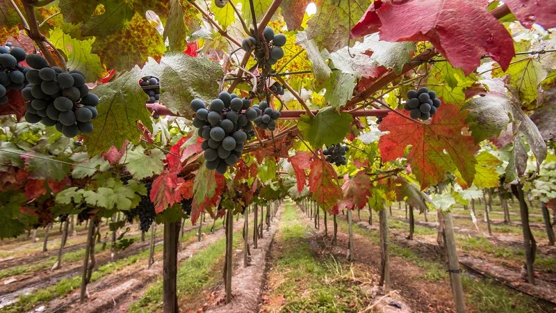 Maipo Valley