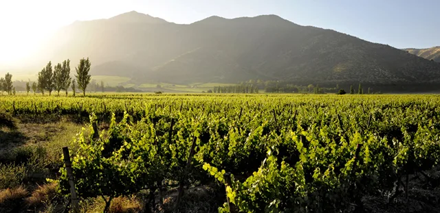 Maipo Valley
