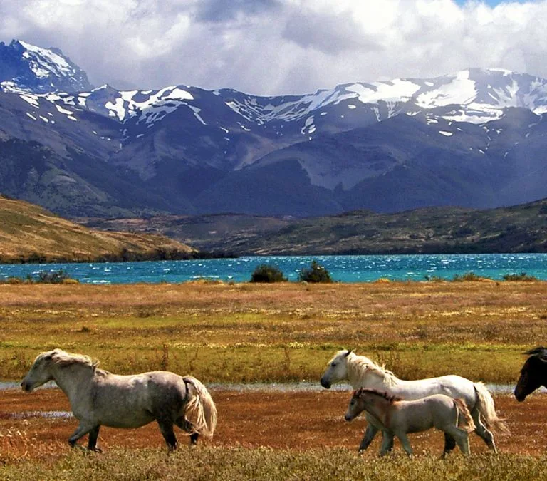 ¡Bienvenidos a GreatChile.com!